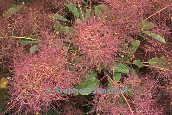 cotinus coggygria 1 graphic